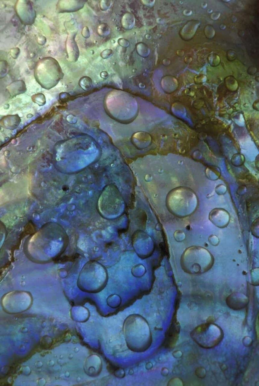 Abalone shell with water drops by Nancy Rotenberg - Item # VARPDXNA01BJA0030